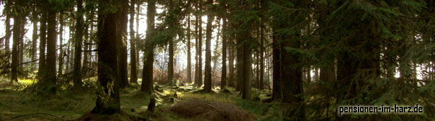 Nationalpark Harz (Foto: Denis Wollenhaupt)